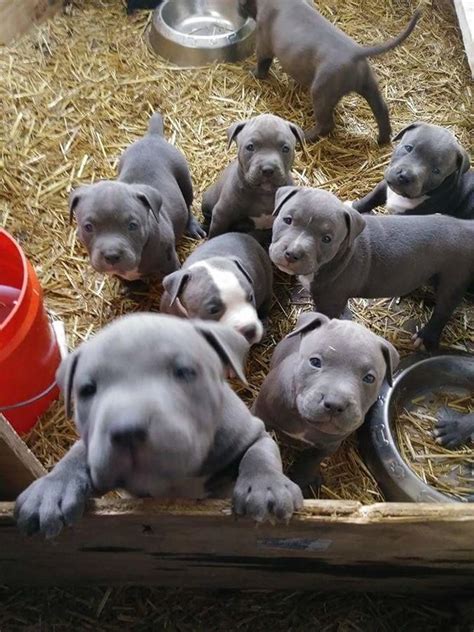 pitbull puppies for sale los angeles ca|reputable pitbull breeders near me.